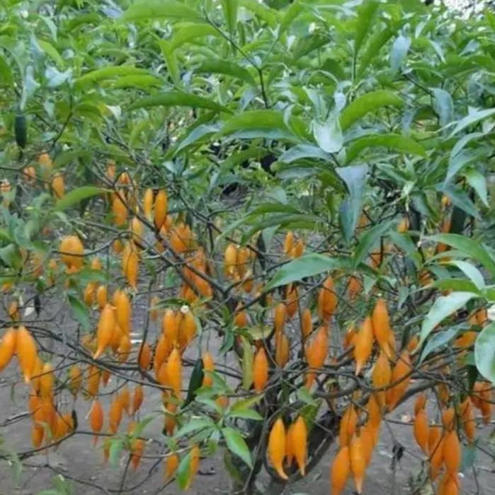 Tabernanthe iboga (Muda) - Iboga, Árvore da Sabedoria, Árvore do Conhecimento, Ibogaina - Imagem 5