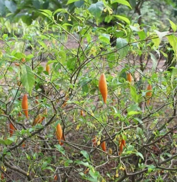 Tabernanthe iboga (Muda) - Iboga, Árvore da Sabedoria, Árvore do Conhecimento, Ibogaina - Image 6