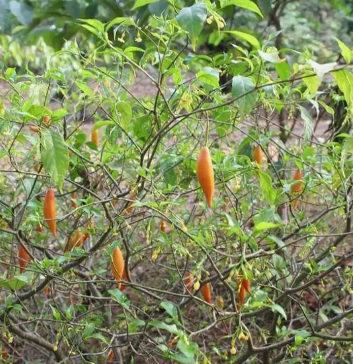 Tabernanthe iboga (Muda) - Iboga, Árvore da Sabedoria, Árvore do Conhecimento, Ibogaina - Imagem 6