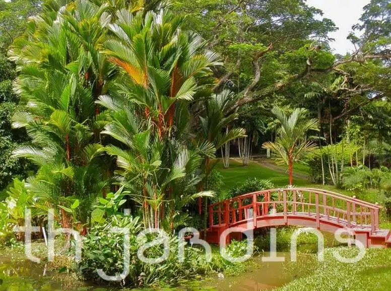 Cyrtostachys renda - Lakka - Palmeira laca - Imagem 2