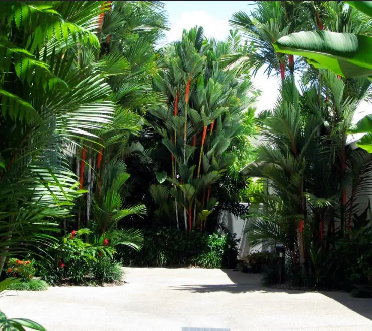 Cyrtostachys renda - Lakka - Palmeira laca - Imagem 4