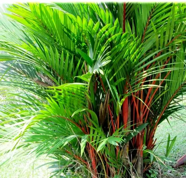 Cyrtostachys renda - Lakka - Palmeira laca - Imagem 5