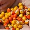 Withania Somnifera - Ashwagandha, Ginseng Indiano, Cereja de Inverno