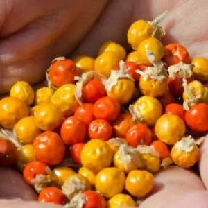 Withania Somnifera - Ashwagandha, Ginseng Indiano, Cereja de Inverno
