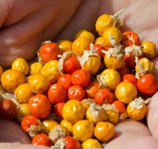 Withania Somnifera - Ashwagandha, Ginseng Indiano, Cereja de Inverno