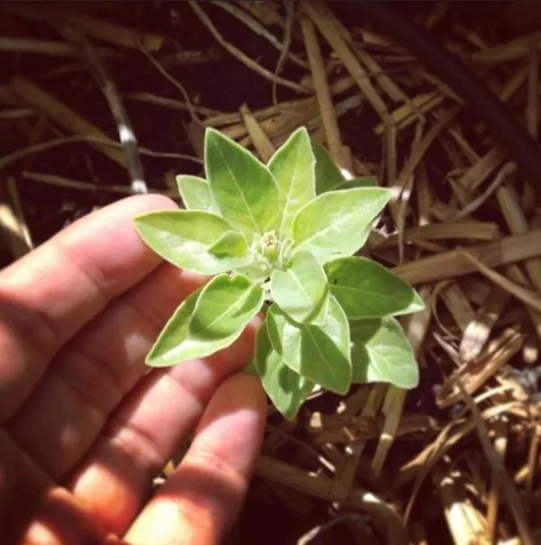 Withania Somnifera - Ashwagandha, Ginseng Indiano, Cereja de Inverno - Image 4