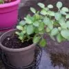 Withania Somnifera - Ashwagandha, Ginseng Indiano, Cereja de Inverno - Image 5