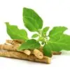 Withania Somnifera - Ashwagandha, Ginseng Indiano, Cereja de Inverno - Image 6