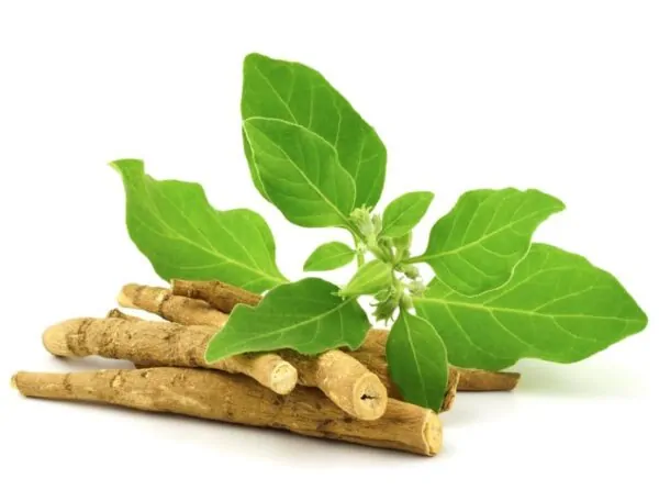 Withania Somnifera - Ashwagandha, Ginseng Indiano, Cereja de Inverno - Image 6
