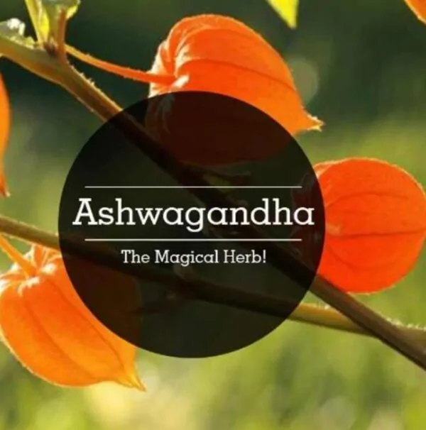 Withania Somnifera - Ashwagandha, Ginseng Indiano, Cereja de Inverno - Image 7