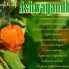 Withania Somnifera - Ashwagandha, Ginseng Indiano, Cereja de Inverno - Image 8