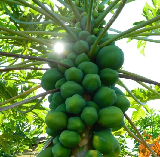 Carica papaya 'Coorg Honey Dew' - Papaya Honey Dew, Papaia Orvalho de mel, Mamão papaia Orvalho de mel - Imagem 2