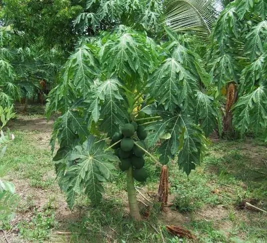 Carica papaya 'Coorg Honey Dew' - Papaya Honey Dew, Papaia Orvalho de mel, Mamão papaia Orvalho de mel - Imagem 3