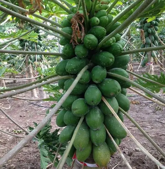 Carica papaya 'Coorg Honey Dew' - Papaya Honey Dew, Papaia Orvalho de mel, Mamão papaia Orvalho de mel - Imagem 5