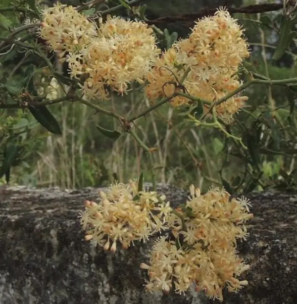 Smilax aspera - Salsaparrilha, Trepadeira Salsaparrilha, Zarzaparilla, Alegria do Campo - Image 3