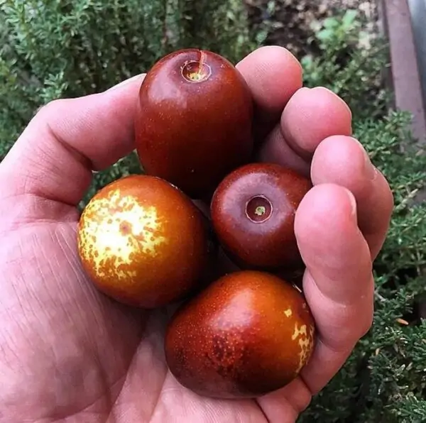 Ziziphus jujuba - Jujuba Chinesa, Jujubeira, Tâmara Vermelha, Tâmara Chinesa