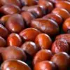 Ziziphus jujuba - Jujuba Chinesa, Jujubeira, Tâmara Vermelha, Tâmara Chinesa - Image 11