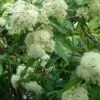 Backhousia citriodora - Murta Limão, Árvore Verbena doce, Australian Lemon Myrtle - Image 2