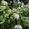 Backhousia citriodora - Murta Limão, Árvore Verbena doce, Australian Lemon Myrtle - Image 3
