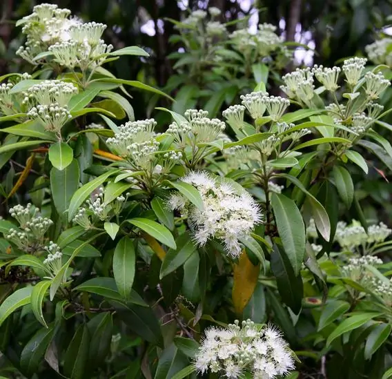 Backhousia citriodora - Murta Limão, Árvore Verbena doce, Australian Lemon Myrtle - Image 3