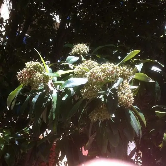 Backhousia citriodora - Murta Limão, Árvore Verbena doce, Australian Lemon Myrtle - Image 6