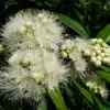 Backhousia citriodora - Murta Limão, Árvore Verbena doce, Australian Lemon Myrtle - Image 9