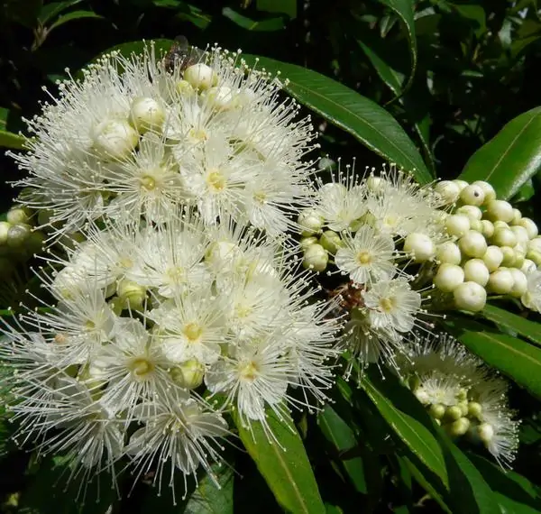 Backhousia citriodora - Murta Limão, Árvore Verbena doce, Australian Lemon Myrtle - Image 9