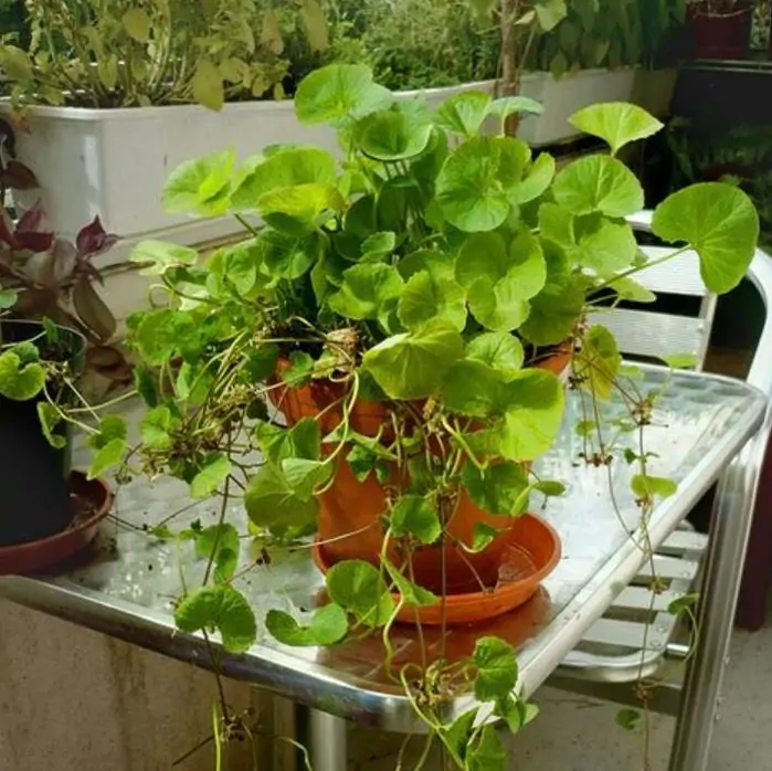 Centella asiatica - Centelha Asiática, Gotu kola, Brahmi - Imagem 2