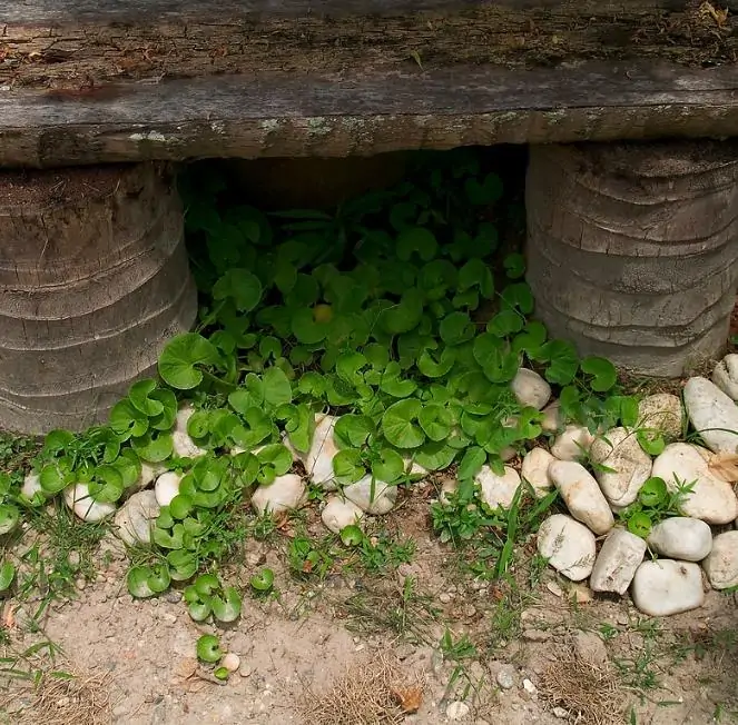 Centella asiatica - Centelha Asiática, Gotu kola, Brahmi - Imagem 3