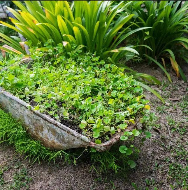 Centella asiatica - Centelha Asiática, Gotu kola, Brahmi - Imagem 4