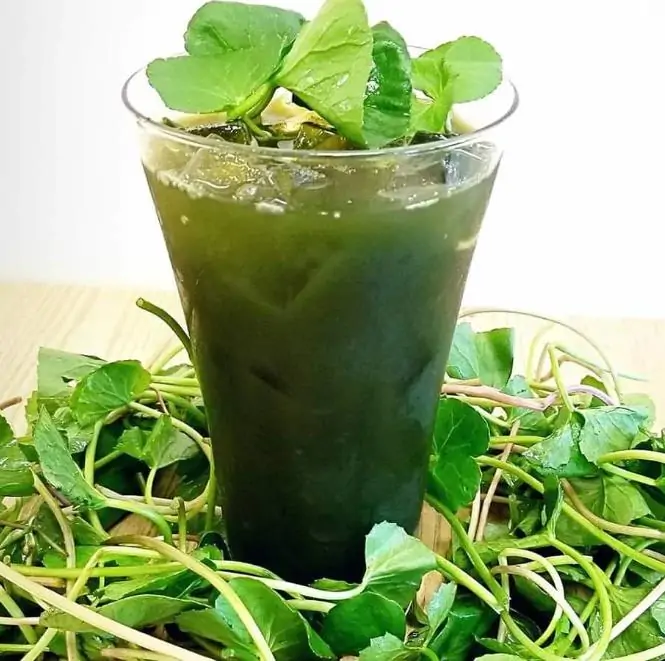 Centella asiatica - Centelha Asiática, Gotu kola, Brahmi - Imagem 5