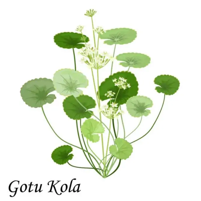 Centella asiatica - Centelha Asiática, Gotu kola, Brahmi - Imagem 7