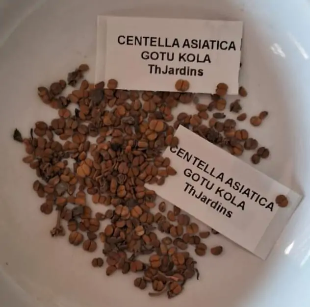 Centella asiatica - Centelha Asiática, Gotu kola, Brahmi - Imagem 8