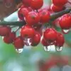 Ilex aquifolium - Azevinho, Arbusto de Natal, Azevim, Azevinheiro, Espinho-de-Cristo - Image 3