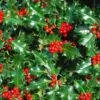 Ilex aquifolium - Azevinho, Arbusto de Natal, Azevim, Azevinheiro, Espinho-de-Cristo - Image 4