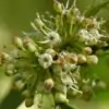 Ilex aquifolium - Azevinho, Arbusto de Natal, Azevim, Azevinheiro, Espinho-de-Cristo - Image 6