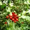 Ilex aquifolium - Azevinho, Arbusto de Natal, Azevim, Azevinheiro, Espinho-de-Cristo - Image 7