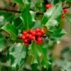 Ilex aquifolium - Azevinho, Arbusto de Natal, Azevim, Azevinheiro, Espinho-de-Cristo - Image 8