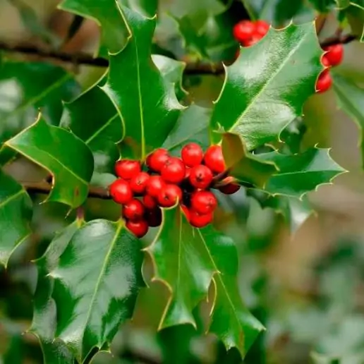 Ilex aquifolium - Azevinho, Arbusto de Natal, Azevim, Azevinheiro, Espinho-de-Cristo - Image 8