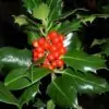 Ilex aquifolium - Azevinho, Arbusto de Natal, Azevim, Azevinheiro, Espinho-de-Cristo - Image 9