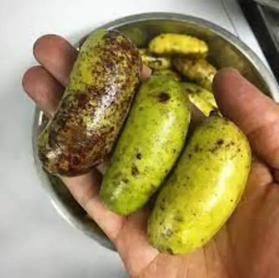 Lardizabala biternata - Coguilera, Coguil, Fruta Zabala, Lardizabala, Voqui Coille - Image 2