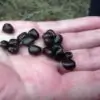 Lardizabala biternata - Coguilera, Coguil, Fruta Zabala, Lardizabala, Voqui Coille - Image 6
