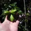 Lardizabala biternata - Coguilera, Coguil, Fruta Zabala, Lardizabala, Voqui Coille - Image 7