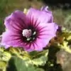 Lavatera arborea Variegata - Flor do Bispo, Lavaterra. Malva Real Arbórea, Lavatera Variegata