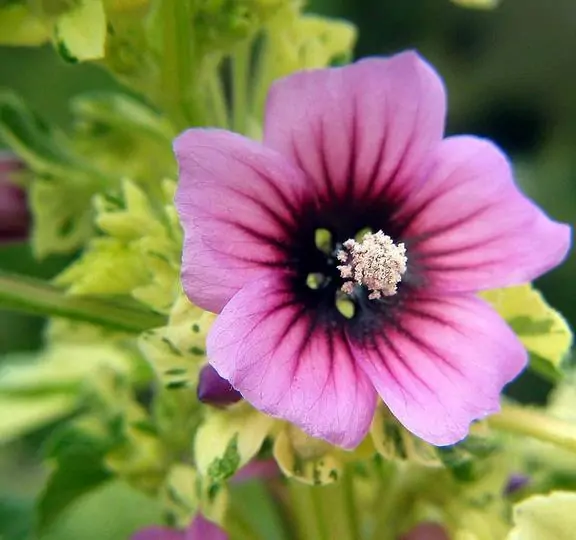 Lavatera arborea Variegata - Flor do Bispo, Lavaterra. Malva Real Arbórea, Lavatera Variegata - Image 2