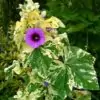 Lavatera arborea Variegata - Flor do Bispo, Lavaterra. Malva Real Arbórea, Lavatera Variegata - Image 5