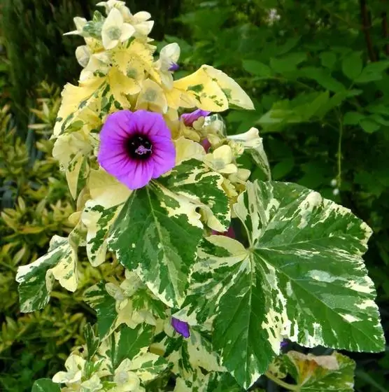 Lavatera arborea Variegata - Flor do Bispo, Lavaterra. Malva Real Arbórea, Lavatera Variegata - Image 5
