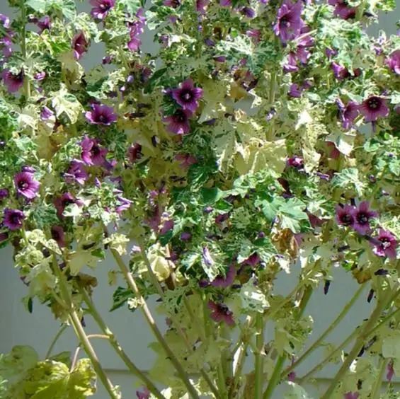 Lavatera arborea Variegata - Flor do Bispo, Lavaterra. Malva Real Arbórea, Lavatera Variegata - Image 6