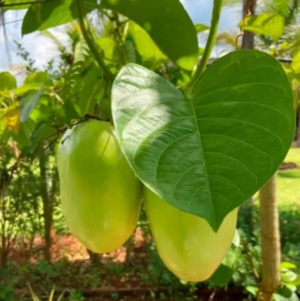Passiflora Quadrangularis - Maracuja Gigante - Image 2