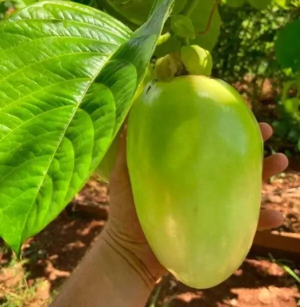 Passiflora Quadrangularis - Maracuja Gigante - Image 3